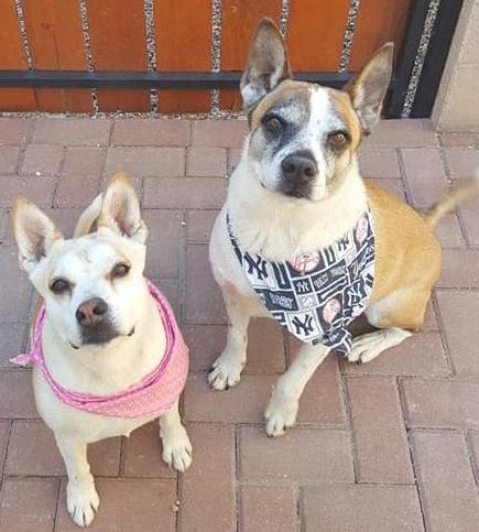 Adopt a friend: Blondie and Buddy